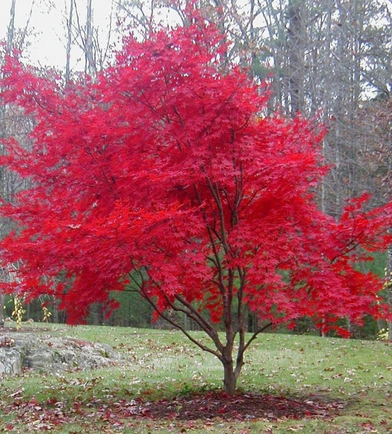 Декоративные деревья с красной листвой фото и названия