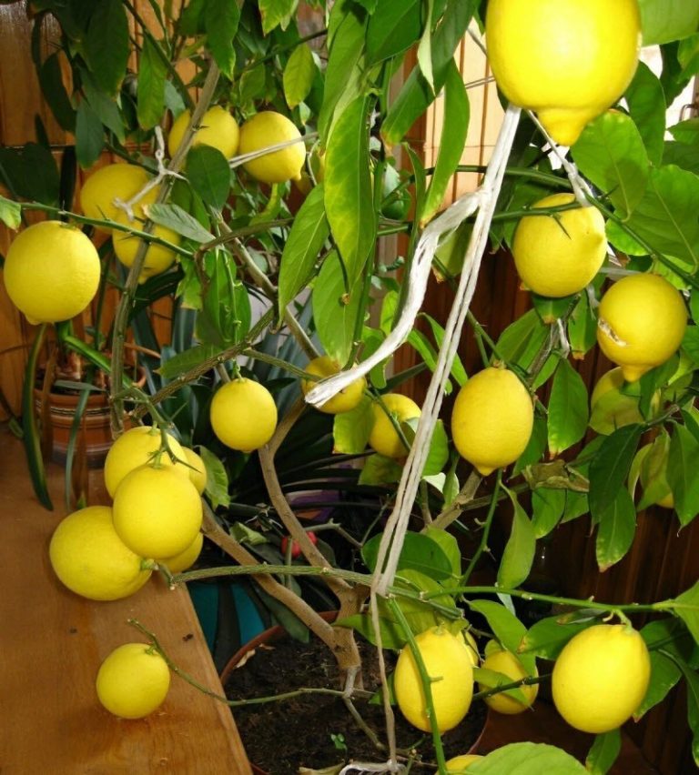 Где В Барнауле Можно Купить Саженцы Лимона