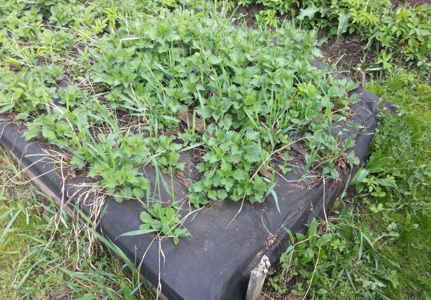 Агроволокно для клубники: посадка весной, отзывы садоводов, выращивание, полив, когда укрывать
