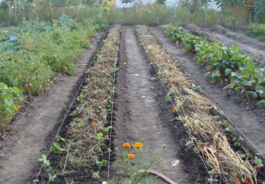 Агроволокно для клубники: посадка весной, отзывы садоводов, выращивание, полив, когда укрывать