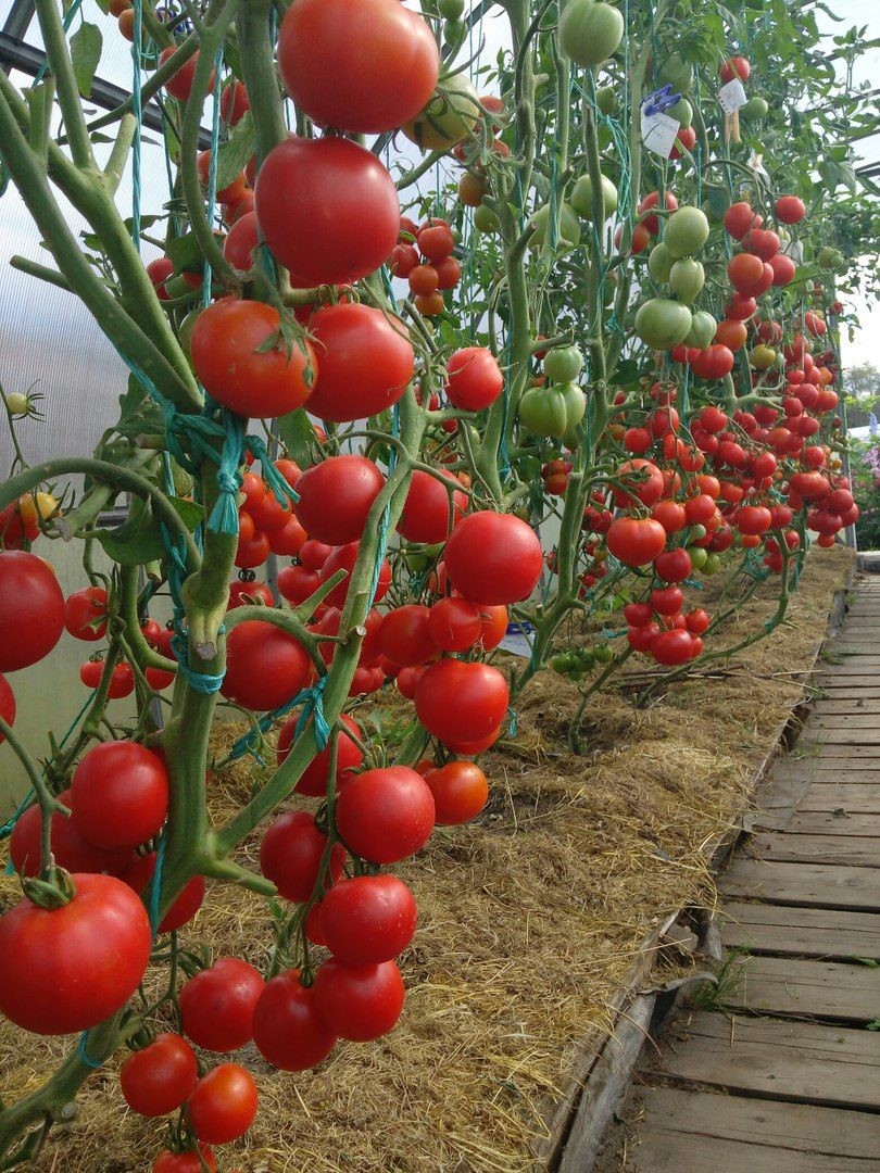 Сорта помидоров для открытого грунта: лучшие урожайные сорта. 125 фото ивидео рекомендации экспертов