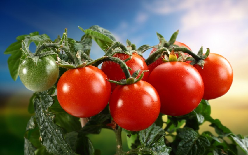Бордосская смесь для помидор: лучшие жидкости и советы как обрабатывать всаду и огороде томаты (80 фото и видео)