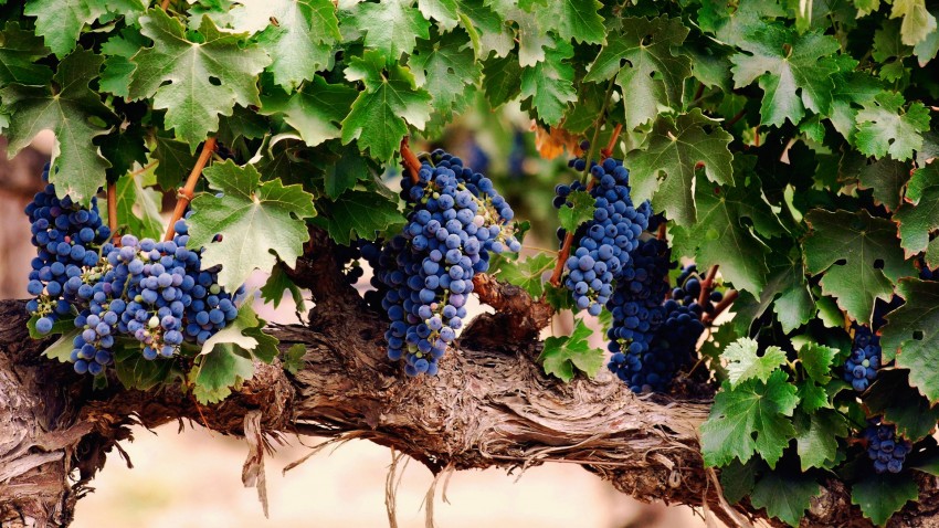 Лечение винограда народными средствами от болезней