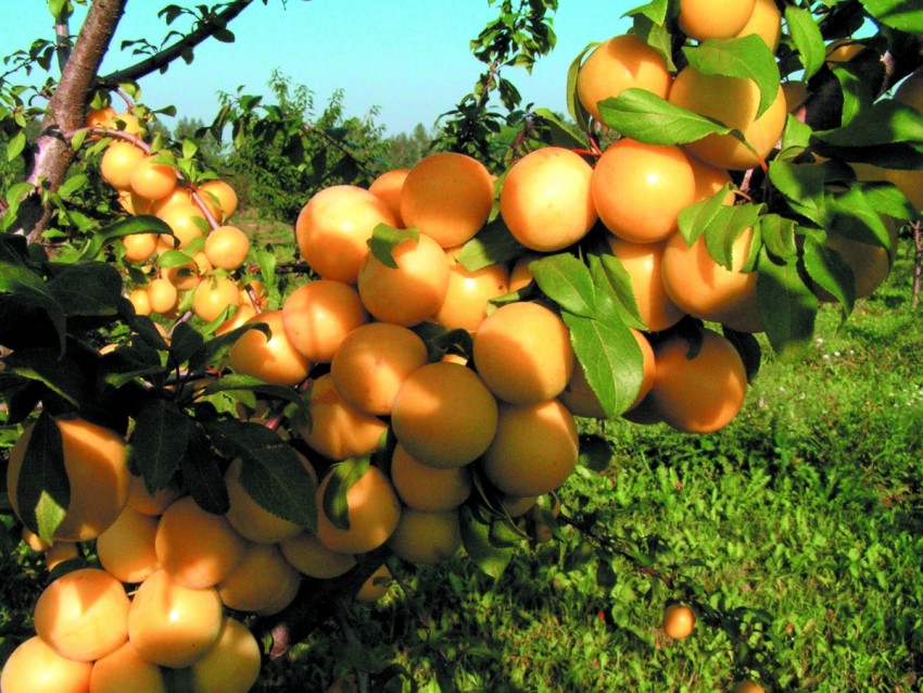 Гибрид сливы и абрикоса - название сорта, описание, фото, отзывы