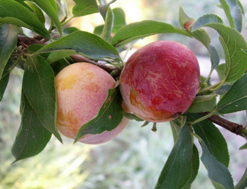 Гибрид сливы и абрикоса - название сорта, описание, фото, отзывы