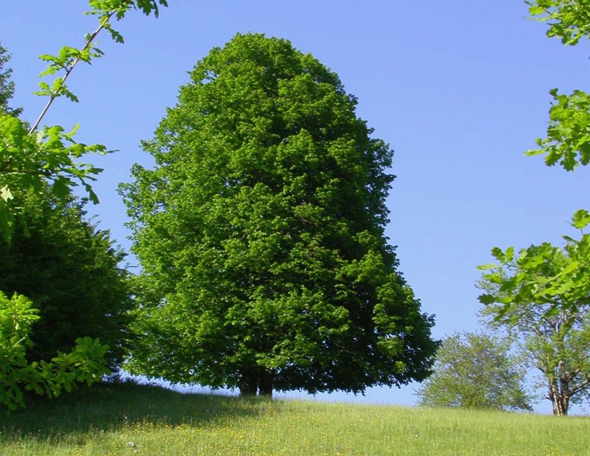 Граб обыкновенный: посадка, способы выращивания и советы по уходу. 110 фото и видео инструкция по применению дерева в ландшафтом дизайне