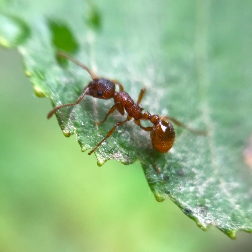 какое растение отпугивает тлю и муравьев
