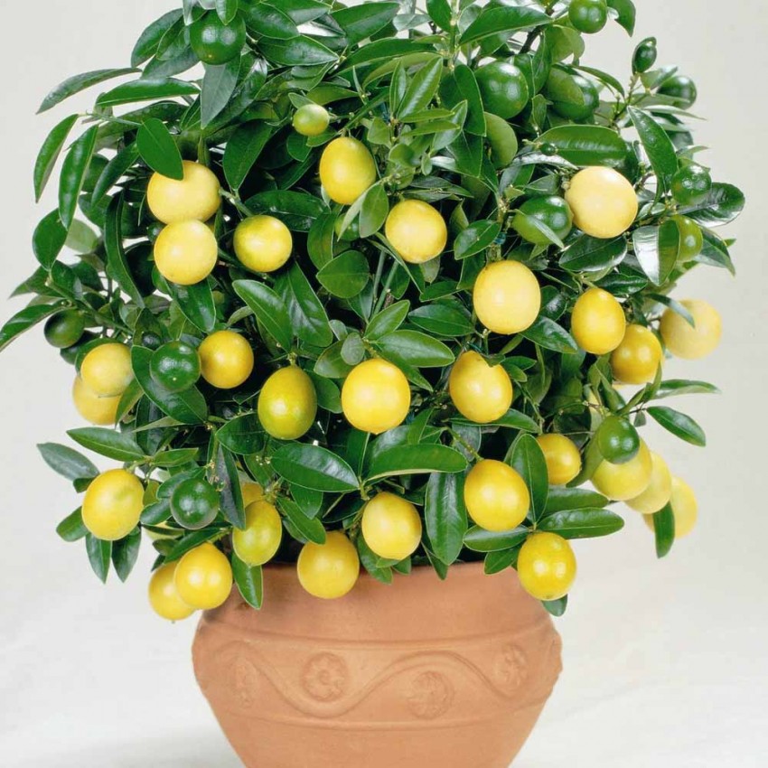 Формирование кроны лимона Пересадка лимона