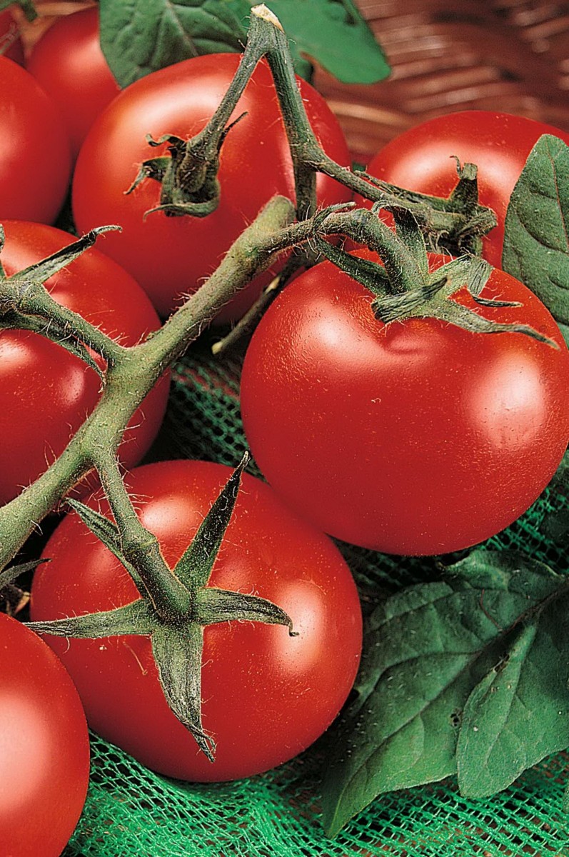 Подкормка помидоров в теплице и в открытом грунте