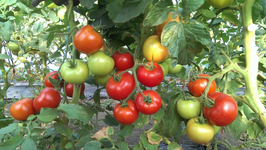 Подкормка помидоров в теплице и в открытом грунте