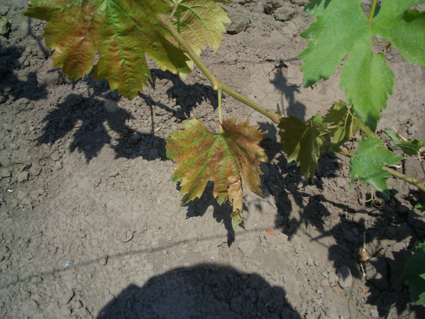 Виноград сохнут края листьев. На винограде листья скручиваются и сохнут. Болезни винограда листья сохнут. Скручиваются листья у винограда. Подсыхающие листья винограда.