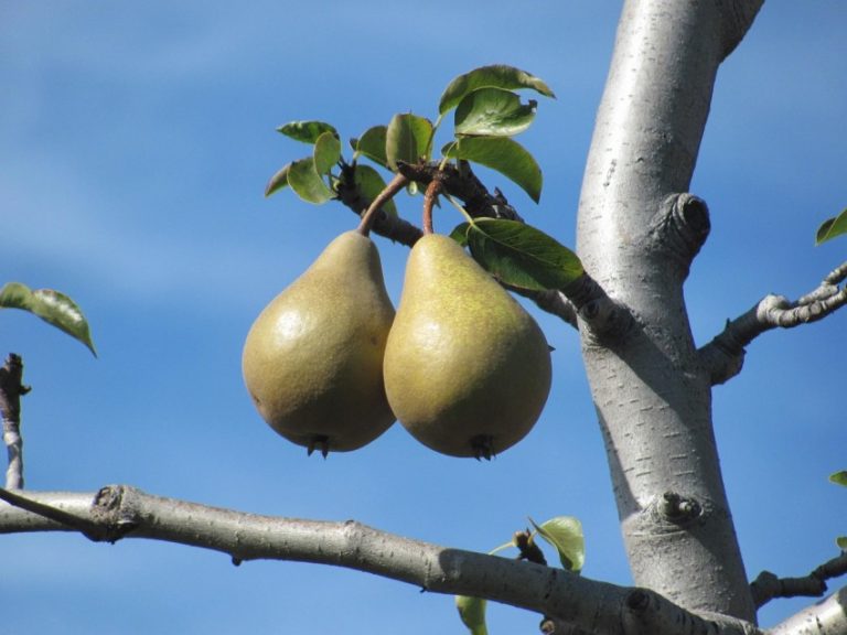 Как цветет груша чижовская фото