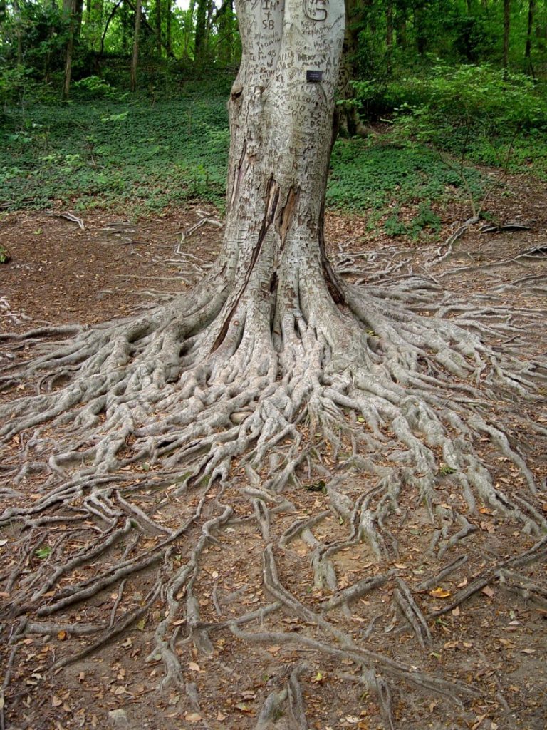 Корни деревьев под землей фото