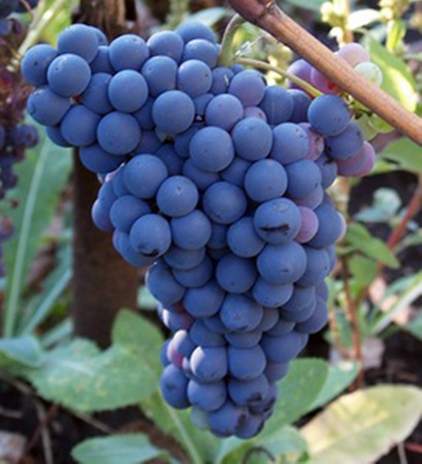 Будет ли виноград плодоносящим?