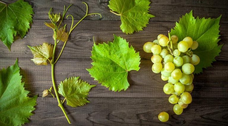 Как выращивать виноград фото