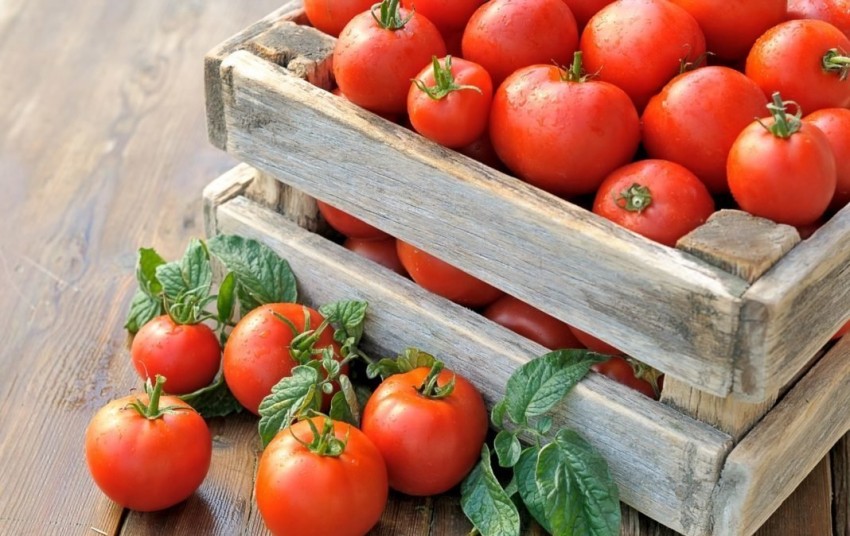 Mednaya provoloka ot fitoftoryi na pomidorah 4