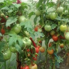 Mednaya provoloka ot fitoftoryi na pomidorah 7