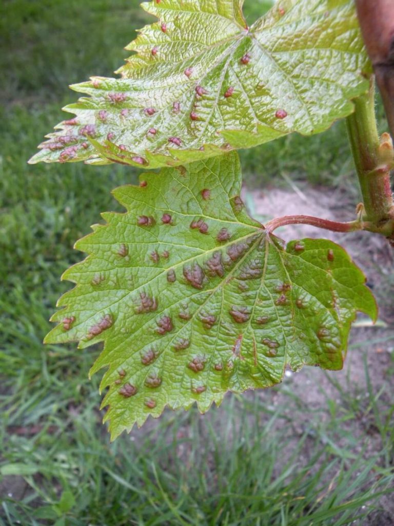 Курчавость листьев винограда лечение фото