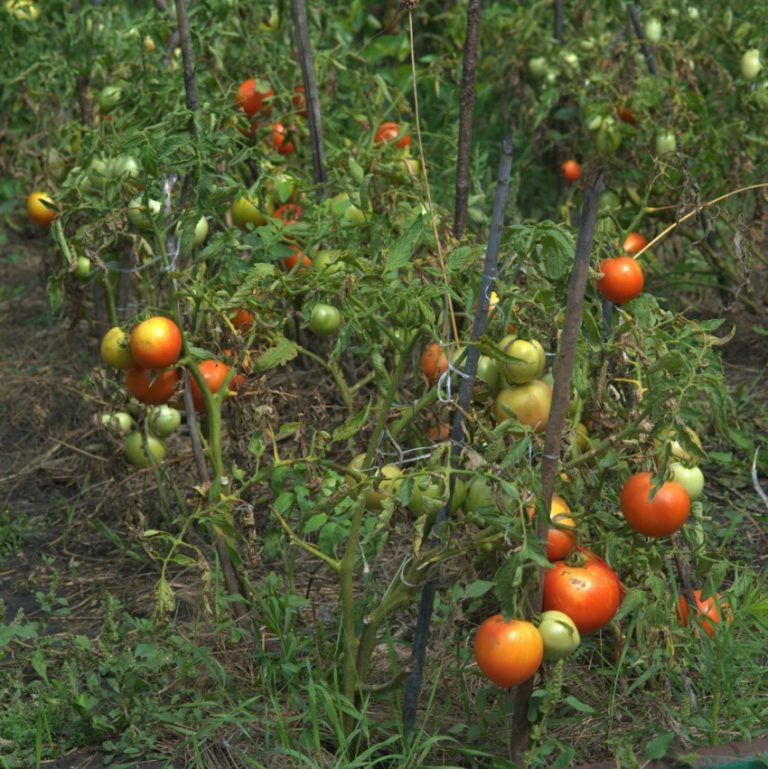 На каком расстоянии сажать помидоры фото