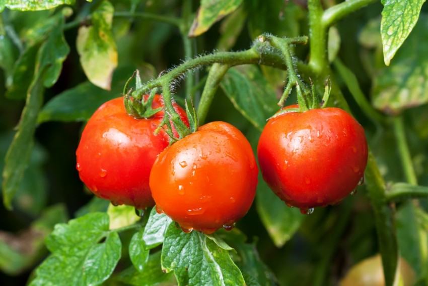 Как выращивать помидоры черри в открытом грунте: как сажать, ухаживать, пасынковать,