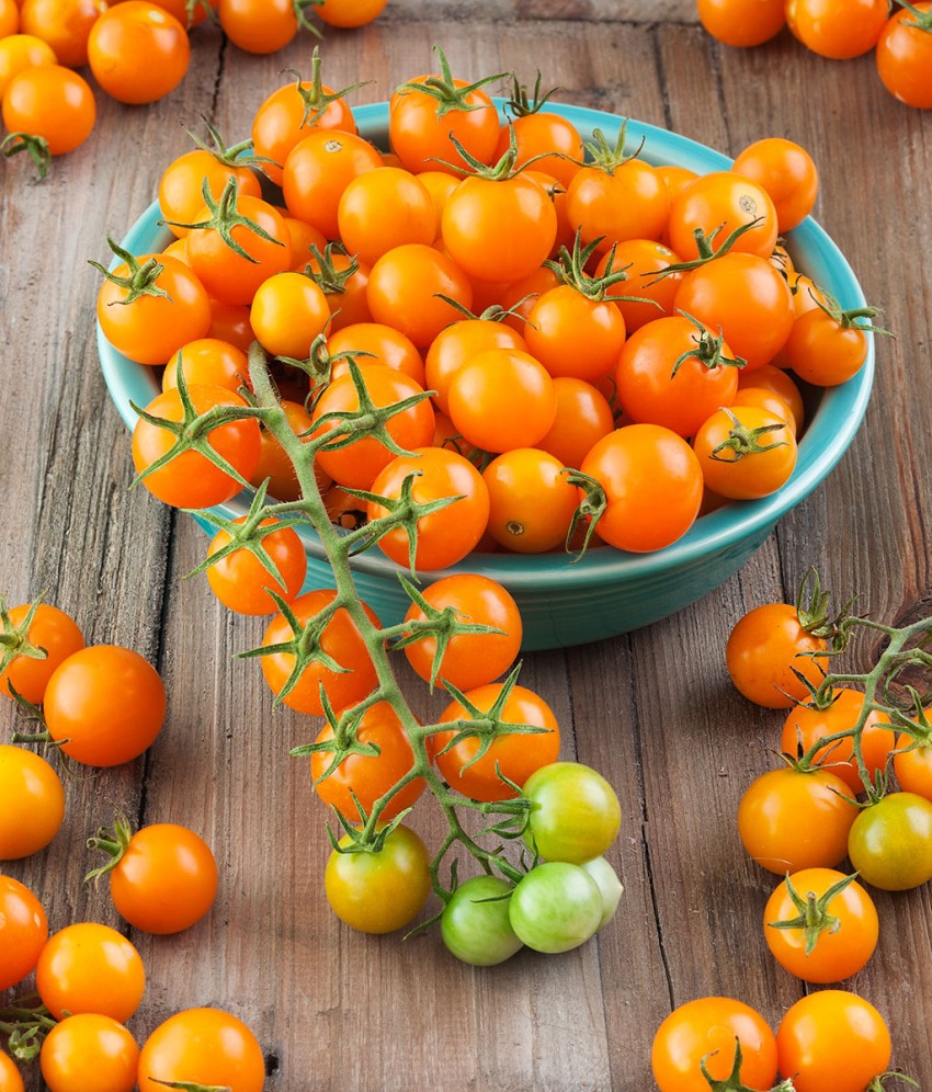 Как выращивать помидоры черри в открытом грунте: как сажать, ухаживать, пасынковать,