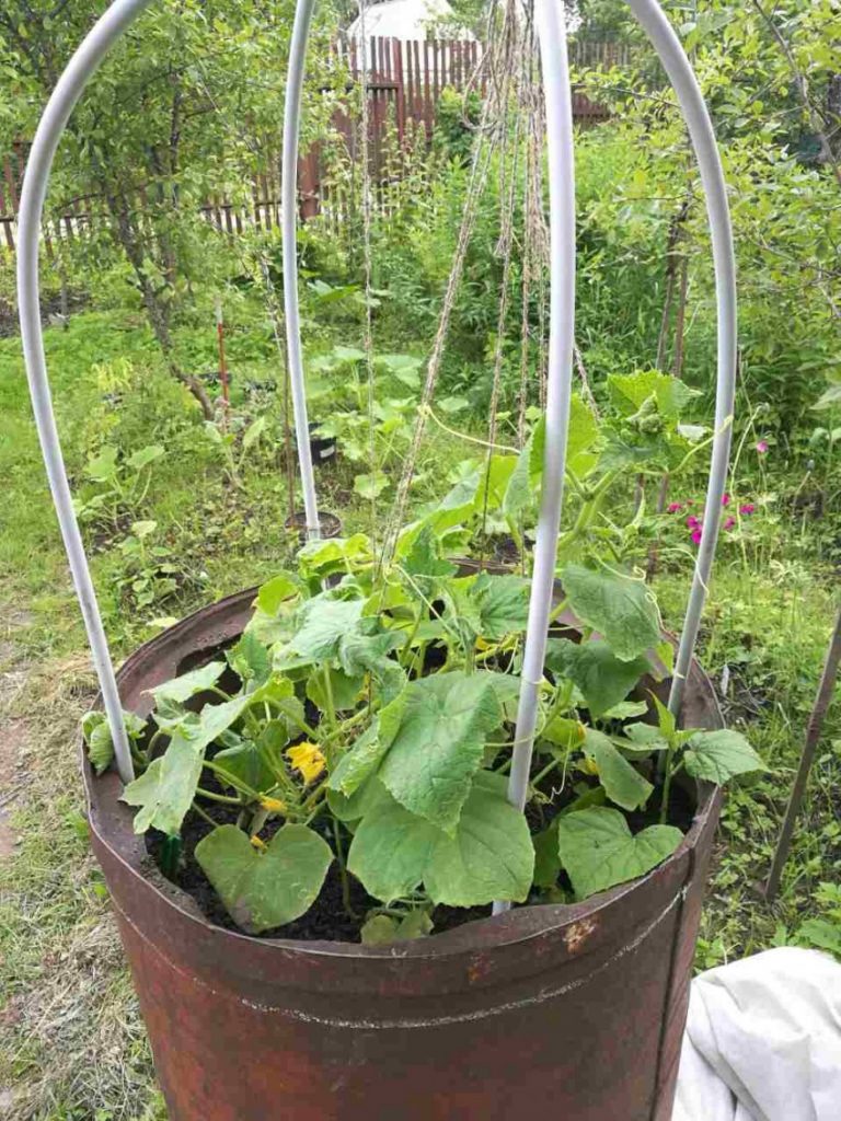 Выращивание овощей в мешках, ведрах, бочках, кадках - советы, уход, подкормки