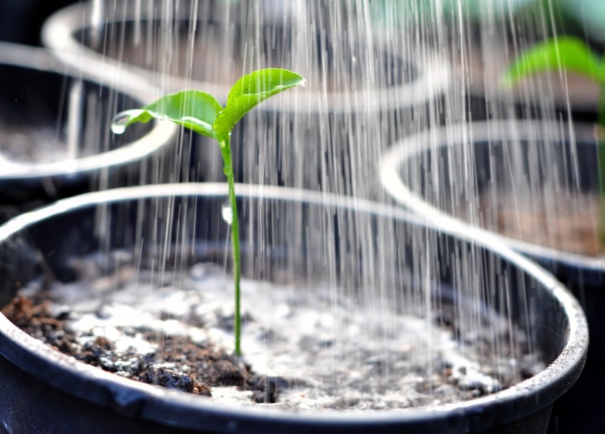 «Взрослые любят экспериментировать с почвой — это помогает избежать множества проблем при выращивании растений», — говорит Александр Шмыгальский, директор Фонда садоводства, увидев первые всходы растения (25 фото)