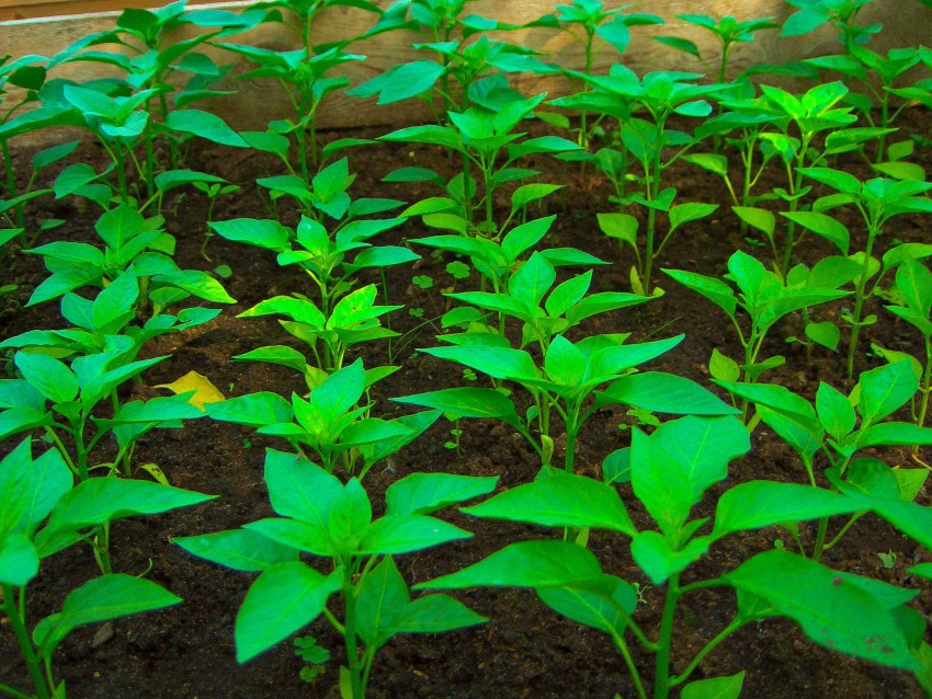 «Взрослые любят экспериментировать с почвой — это помогает избежать множества проблем при выращивании растений», — говорит Александр Шмыгальский, директор Фонда садоводства, увидев первые всходы растения (25 фото)
