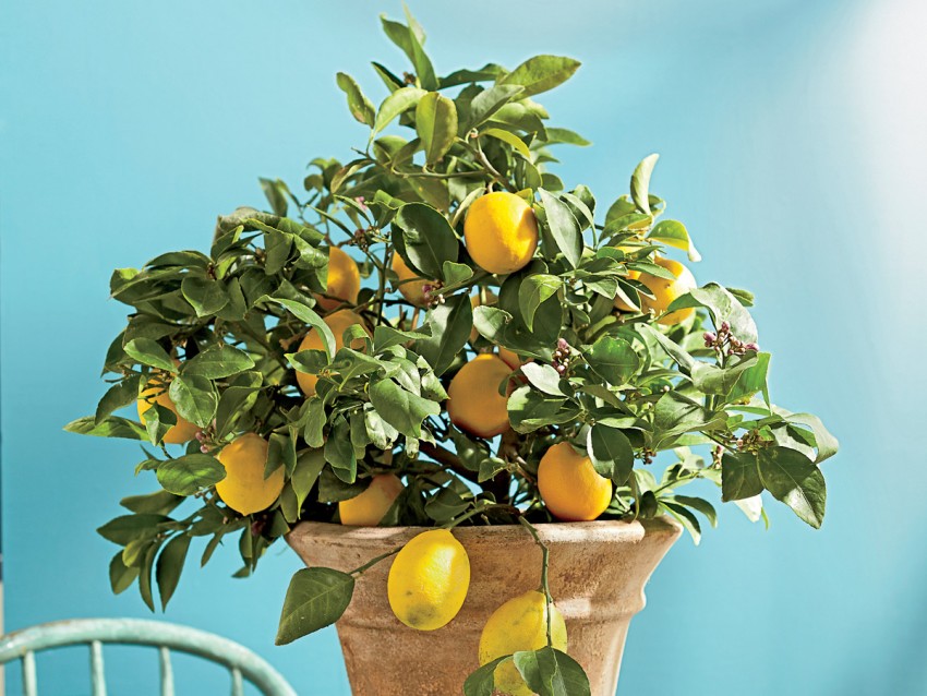 Размножение лимона черенками в домашних условиях как вырастить и укоренить