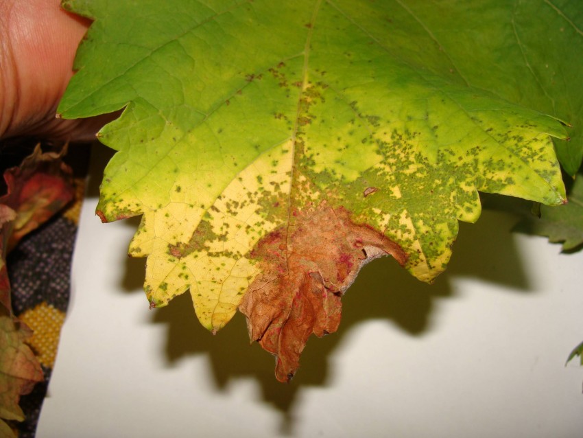 Болезни винограда на листьях описание с фотографиями способы лечения