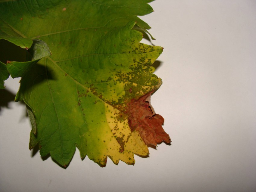Виноград сохнут края листьев