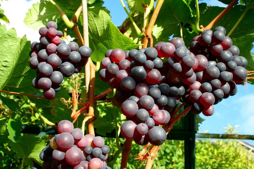 Виноград Мускат летний: описание и характеристика сорта, выращивание и уход, фото