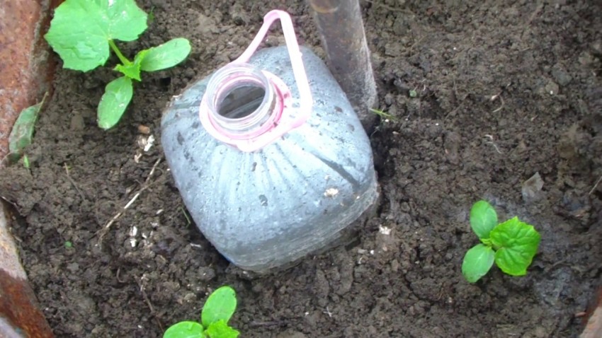 Выращивание огурцов в бутылках: посадка, уход и выращивание в пластиковойпосуде. Особенности ухода и советы огородников (105 фото)
