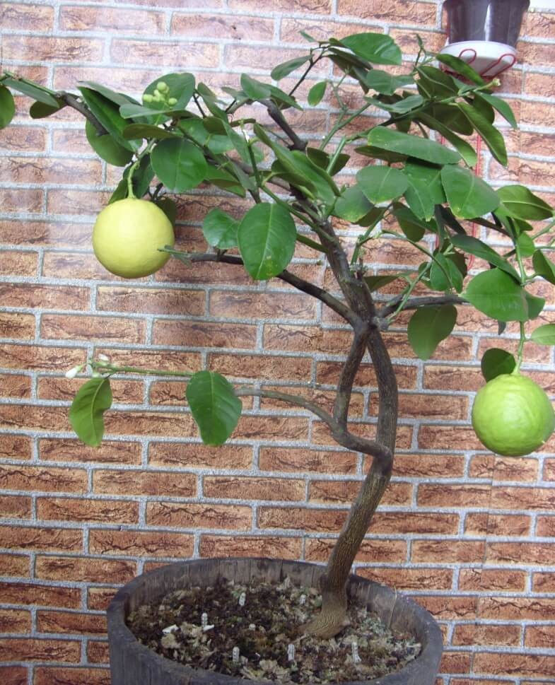 Обрезка лимона в домашних условиях для плодоношения в горшке для начинающих