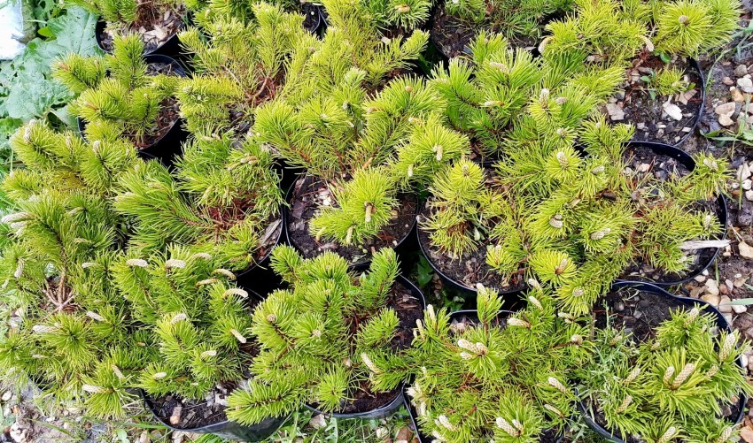 Сосна горная Пумилио (Pumilio) купить по цене 1.240,00 руб. в Москве в питомнике растений Южный