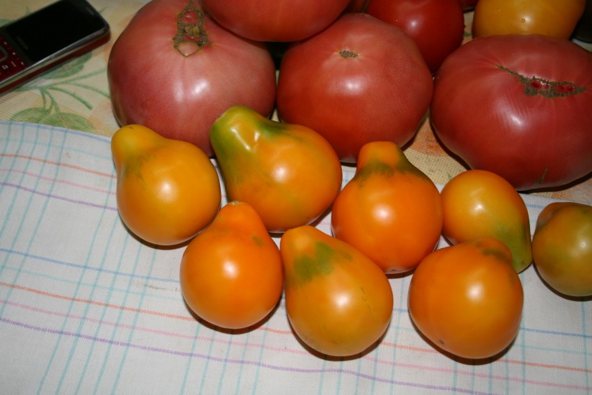 Томат Японский трюфель: описание, характеристики, отзывы, особенностипосадки и выращивания. 120 фото и видео сорта помидора