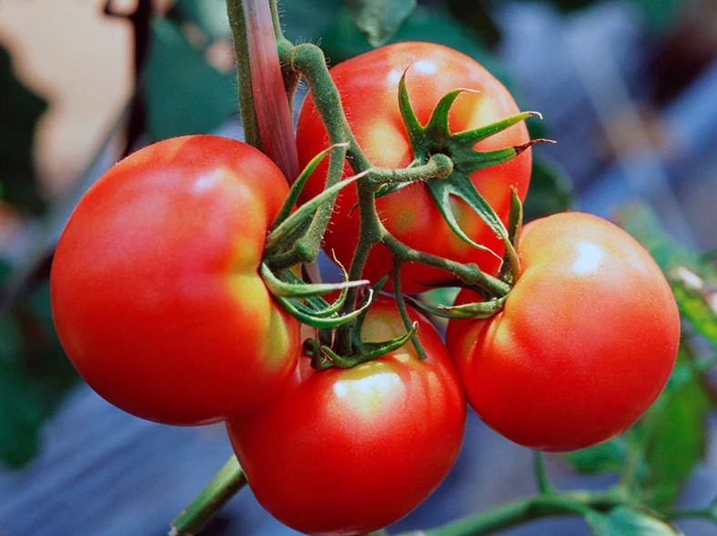 Характеристика сортов помидоров