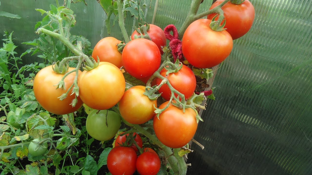 Характеристика сортов помидоров