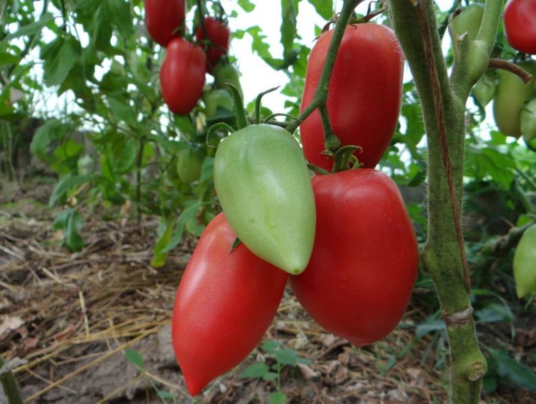 samye vkusnye sorta tomatov 1