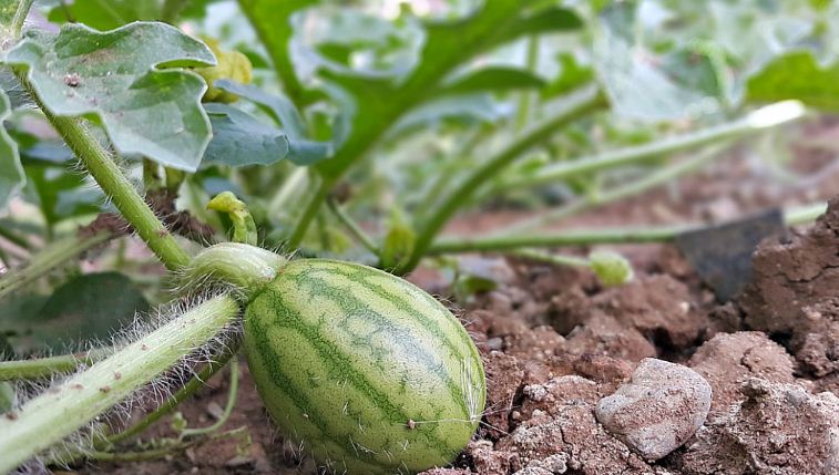 Как получить высокий урожай арбузов: узнаем секреты подготовки семян
