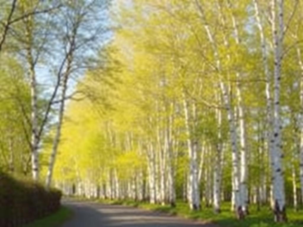 Берёзовые аллеи: почему эти деревья так любят города. Берёза — символ России и не только