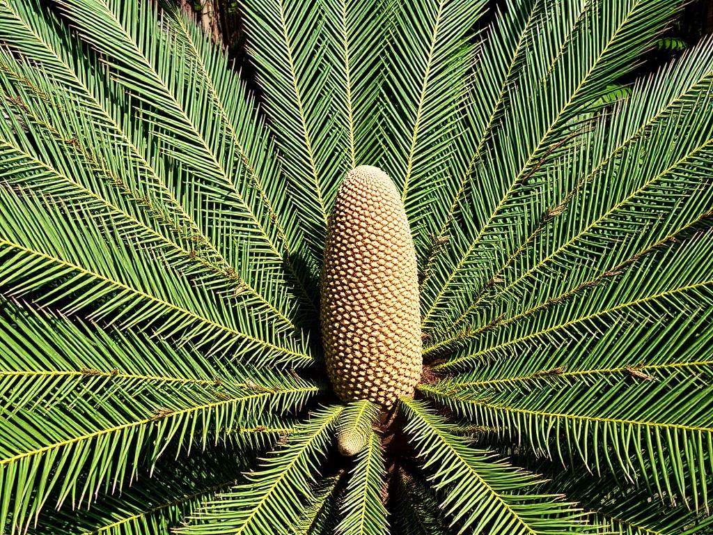 Саговники: живые ископаемые среди растений. Внешний вид и морфология саговников