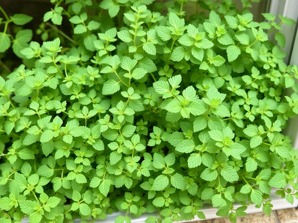Душица обыкновенная: кулинарное применение. Как выращивать душицу дома на подоконнике
