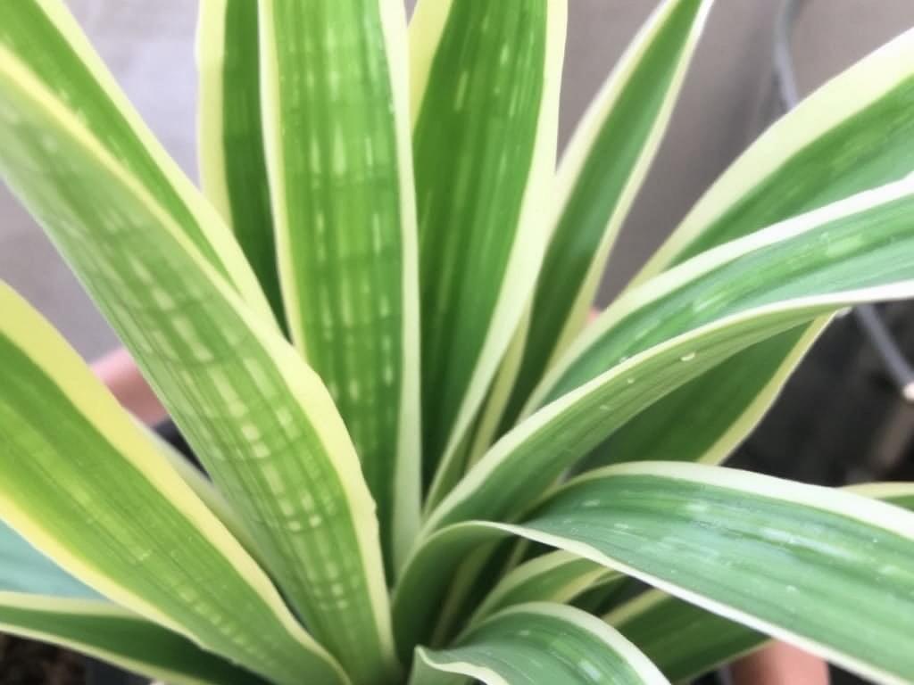 Сансевиерия: уход за “тёщиным языком”. Заключение