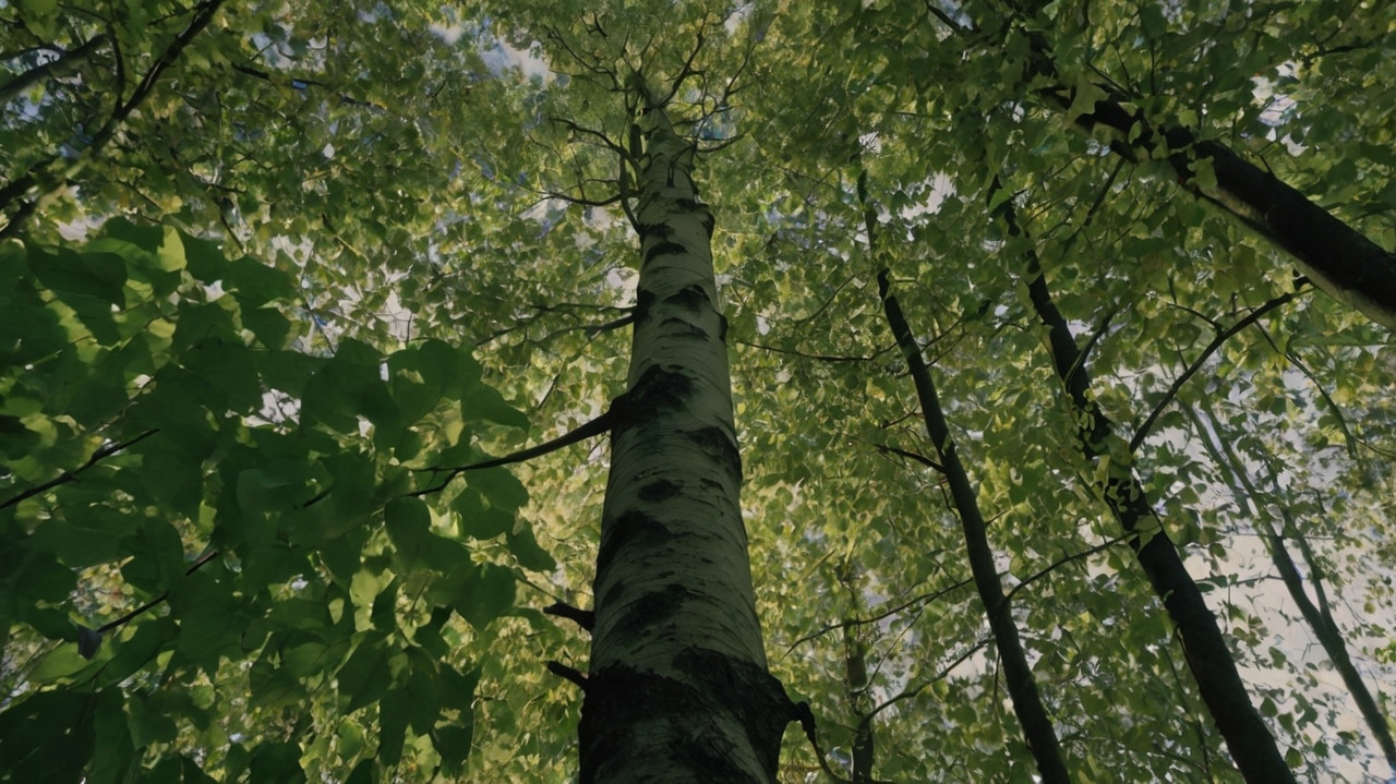 Топ-5 деревьев-сорняков: почему их нужно своевременно удалять с участка