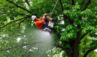 Когда деревья у дома становятся проблемой: разумный подход к удалению без паники